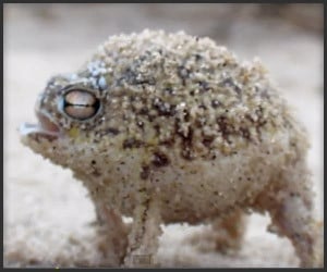 The Namaqua Rain Frog