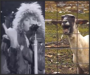 Goats & Bon Jovi