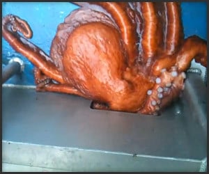 Octopus Escape Artist