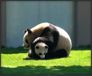 Panda Wrestling