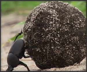 True Facts About the Dung Beetle