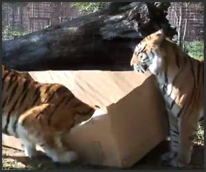 Big Cats Like Boxes Too
