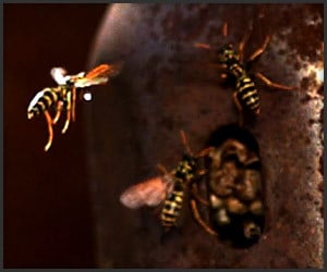 Wasps in Slow-Mo