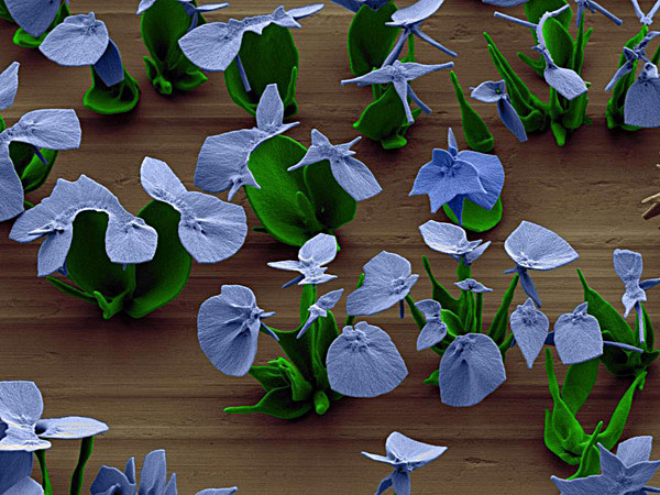 Micro Flowers