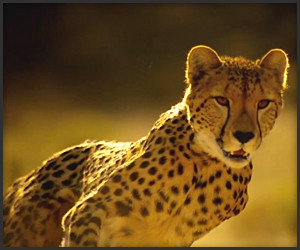 Why You Can’t Outrun a Cheetah