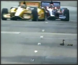 Ducks vs. Indy Cars