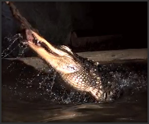 Alligator Death Roll
