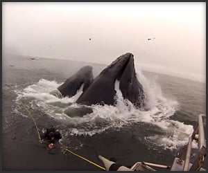 Whales Nearly Eat Divers