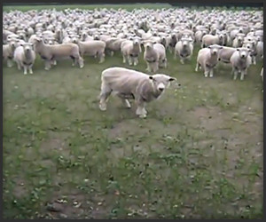 Sheep Protest