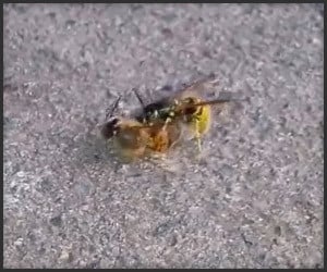 Wasp vs. Bee