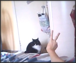 Cat Hates the Peace Sign