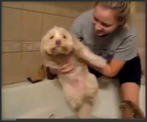 Dogs vs. Baths
