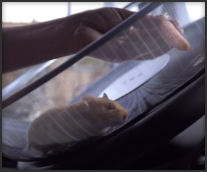 Hamster Drives a Truck