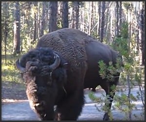 What to Do When You See a Bison