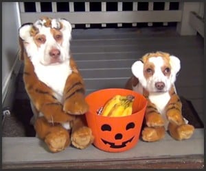 Halloween Beagles