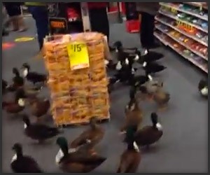 Duck Invasion