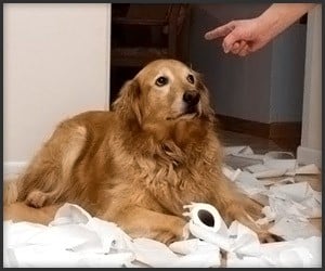 Guilty Dogs Compilation