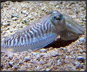 True Facts About the CuttleFish