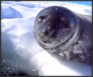Crybaby Seal Doesn’t Want to Swim