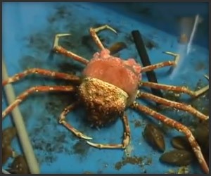 Spider Crab Molting