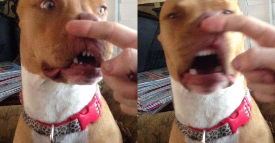 Dogs Caught Mid-Sneeze