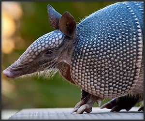 True Facts About the Armadillo