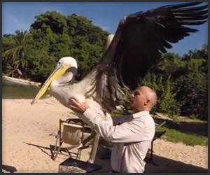 Pelican Learns to Fly
