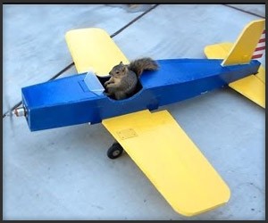 Squirrel Steals an Airplane