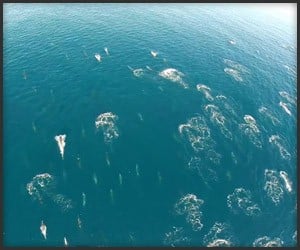 Flying over Dolphins and Whales