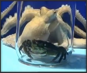 Octopus Opens Jar