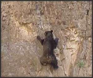 Rock Climbing Bears