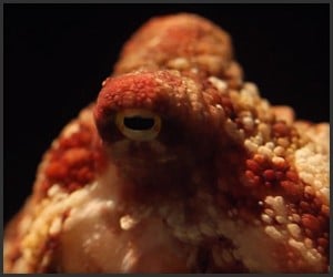 True Facts About the Octopus