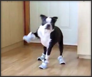 Dogs Wearing Shoes