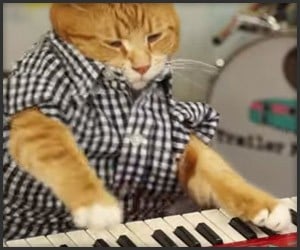 The Return of Keyboard Cat