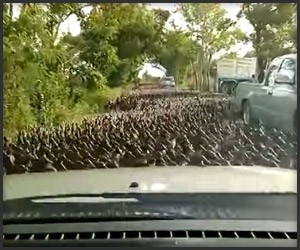A Flood of Ducks
