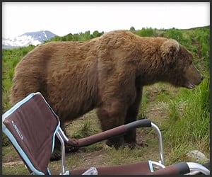 Brown Bear Close Encounter