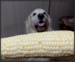 Coco Chan’s Corn on the Cob