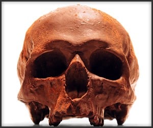 Life-Size Chocolate Skulls