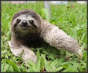 Sloth Week