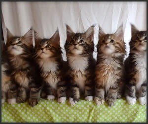 Synchronized Kittens