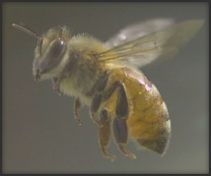 Apis Mellifera: Honey Bee