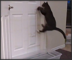 Cat Opens Doors