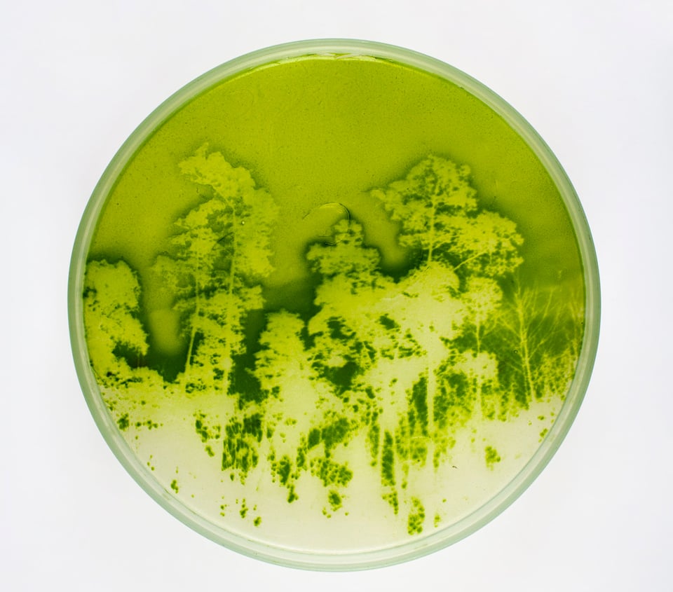 Lia Giraud: Algae-graphy