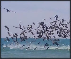 Pelican Feeding Frenzy