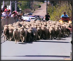 Jorge & the Running of the Sheep