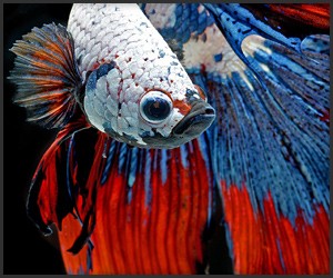 Visarute Angkatavanich: Betta Fish