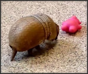 An Armadillo and His Toy