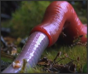 BBC: Giant Red Leech