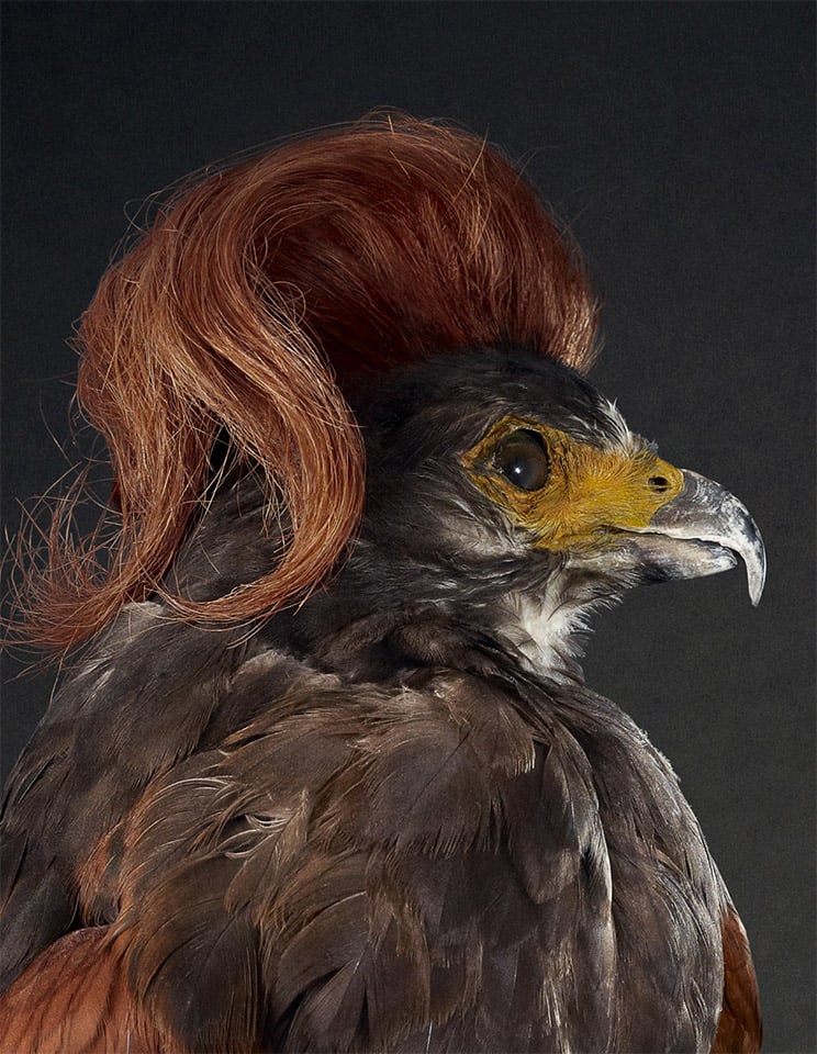 Birds with Hairdos