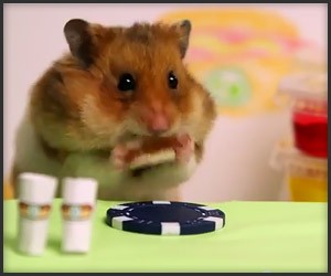 Tiny Hamster vs. Kobayashi